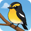 キビタキ - Narcissus Flycatcher